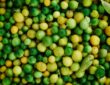 Photo Fruit fermentation