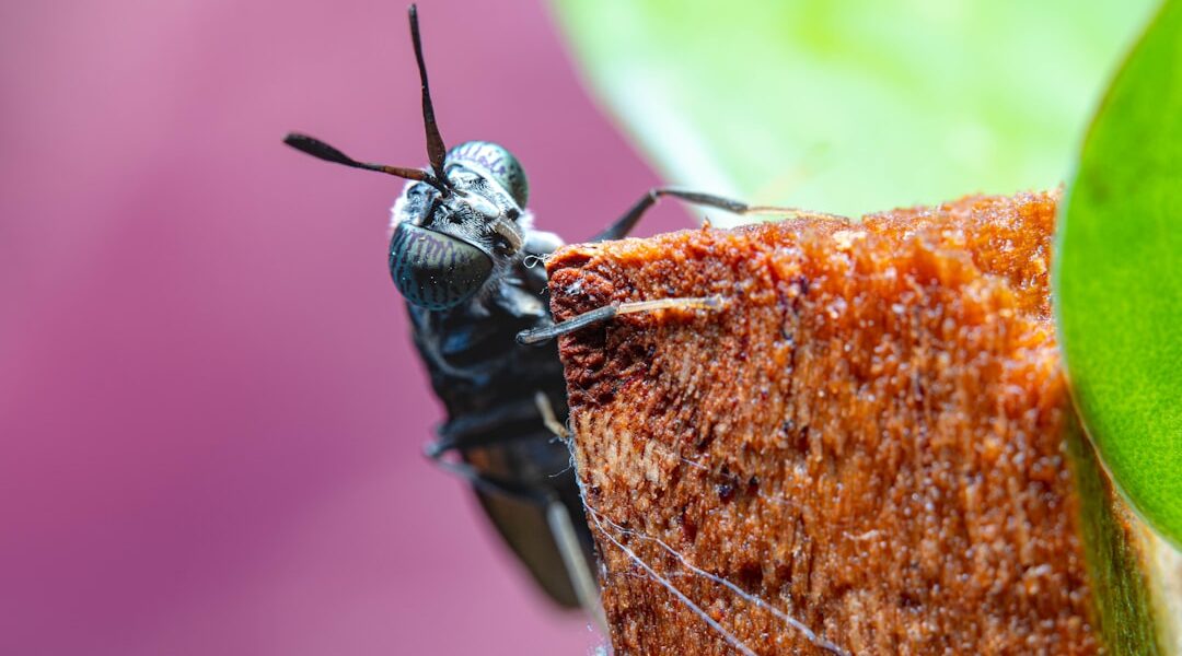 Photo Insect protein