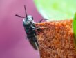 Photo Insect protein
