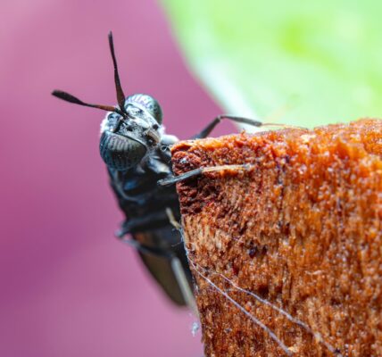 Photo Insect protein