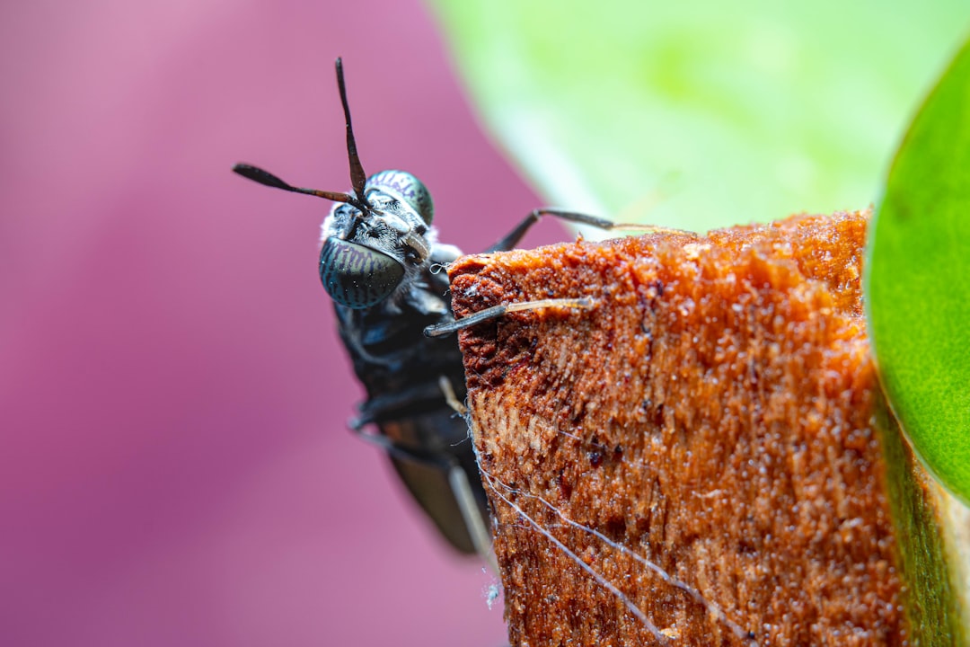 Photo Insect protein